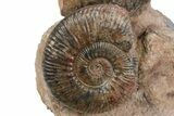 Tall Jurassic Ammonite (Hammatoceras) Display - France #381119-2